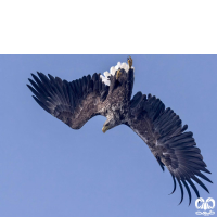 گونه عقاب دریایی دم سفید White tailed Eagle